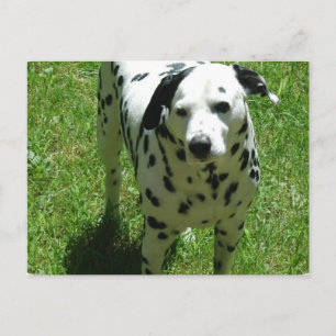 Carte postale de la Dalmatie
