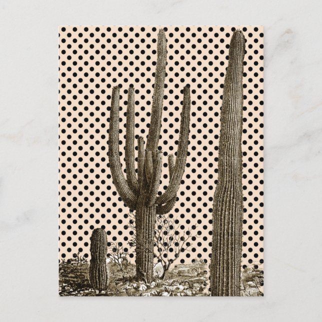 Carte postale de la diva du désert (Devant)