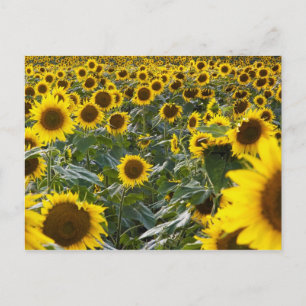 Carte postale de la douche à tournesol d'été
