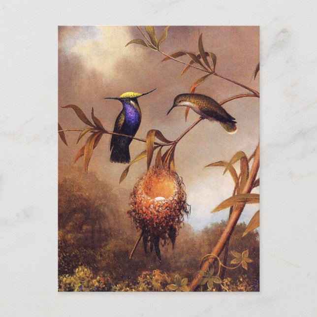Carte postale de la famille des colibris (Devant)