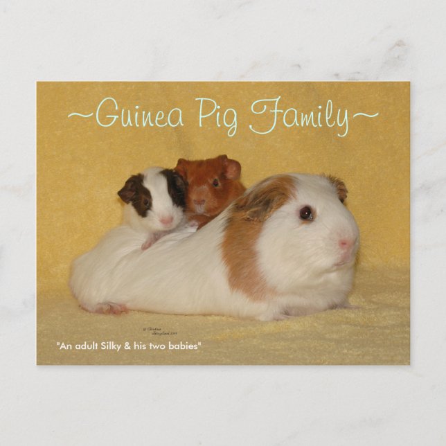 Carte postale de la famille des porcs de Guinée (Devant)