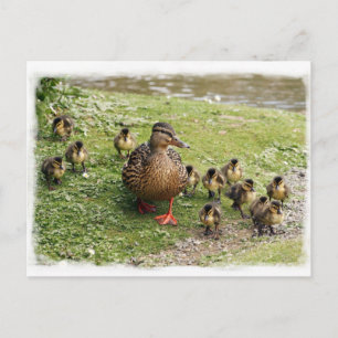 Carte postale de la famille Duck