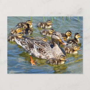 Carte postale de la famille Duck