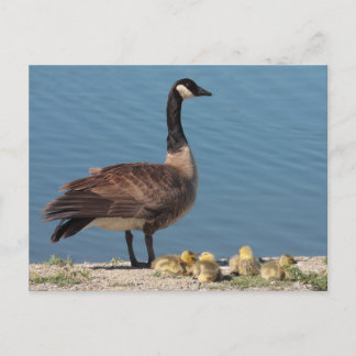 Carte postale de la famille Goose