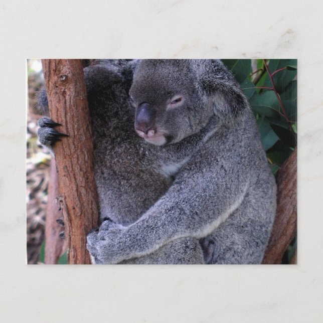 Carte postale de la famille Koala (Devant)