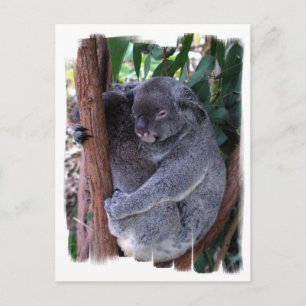 Carte postale de la famille Koala