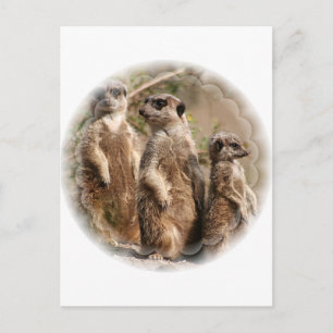 Carte postale de la famille Meerkat
