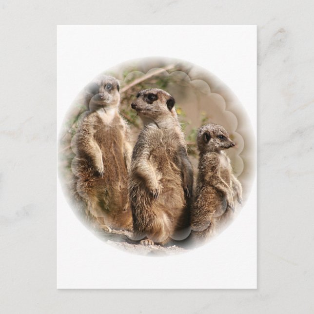 Carte postale de la famille Meerkat (Devant)
