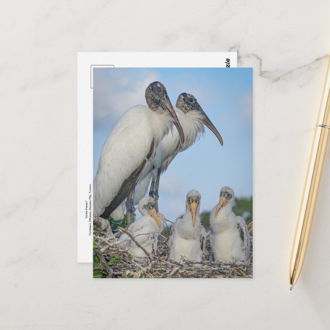Carte postale de la famille Stork (Devant/Arrière en situation)