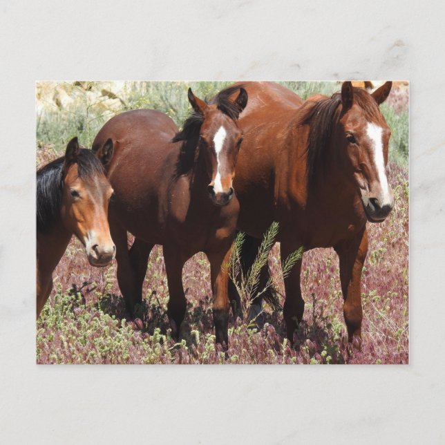 Carte postale de la faune, chevaux sauvages, Nevad (Devant)