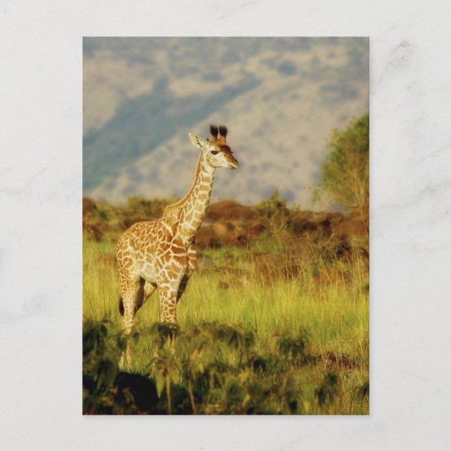 Carte postale de la faune de Baby Giraffe (Devant)