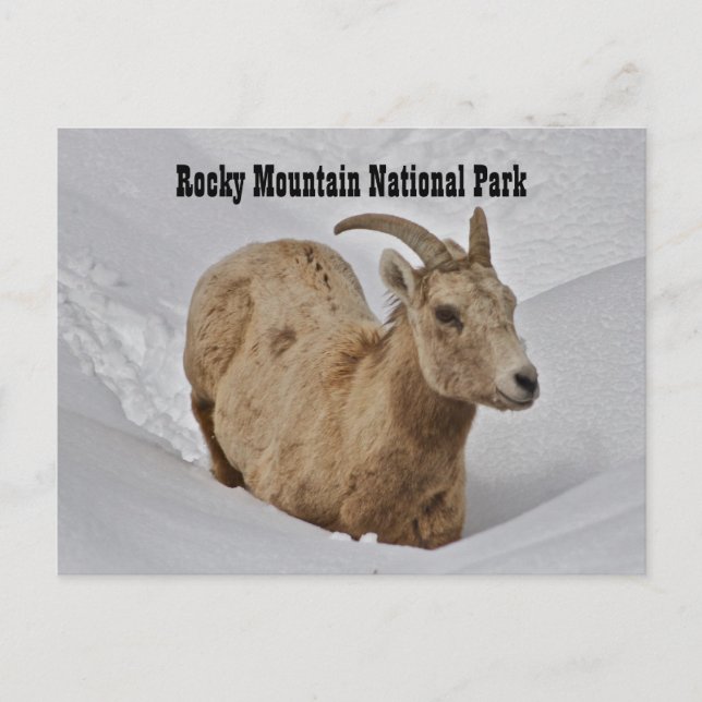 Carte postale de la faune du parc national Rocky M (Devant)