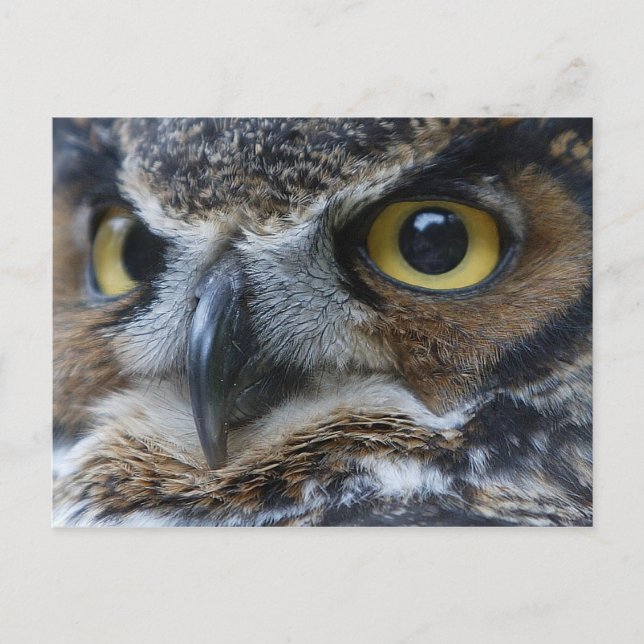 Carte postale de la faune Owl Eyes (Devant)