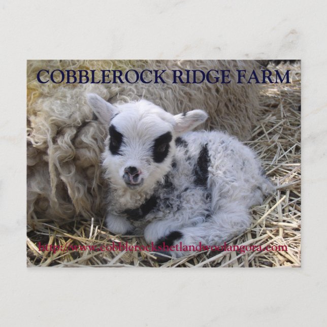 CARTE POSTALE DE LA FERME DE COBBLEROCK RIDGE (Devant)