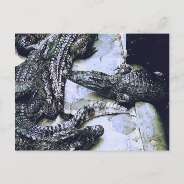 Carte postale de la ferme de crocodiles (Devant)