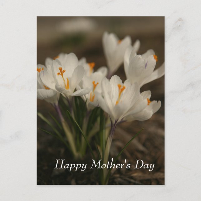 Carte postale de la Fête des mères de Crocus blanc (Devant)