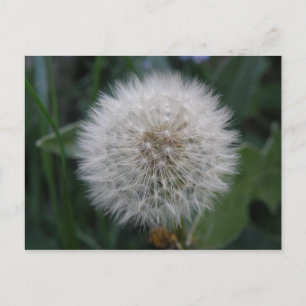 Carte postale de la fleur Dandelion