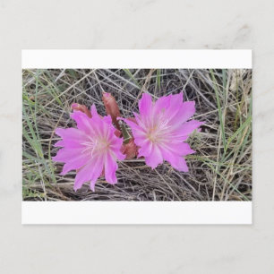 Carte postale de la fleur de Bitterroot