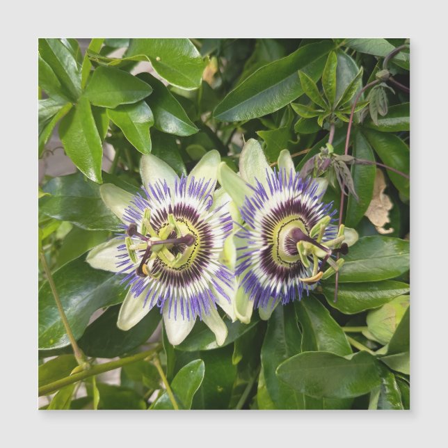 Carte postale de la fleur de la passion violette (Devant)
