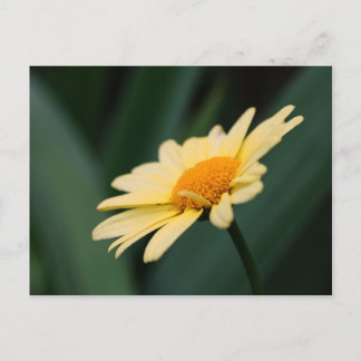 Carte postale de la fleur de marguerite glorieuse