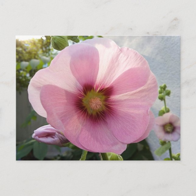 Carte postale de la fleur de rose trémière rose lu (Devant)