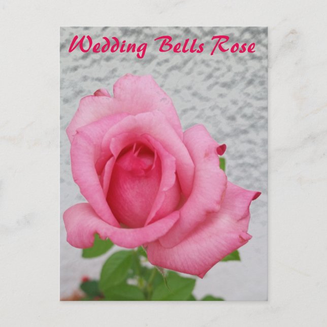 Carte postale de la fleur de rose Wedding Bells -  (Devant)