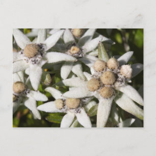 Carte postale de la fleur d'edelweiss blanche