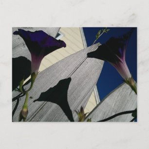 Carte postale de la fleur du matin