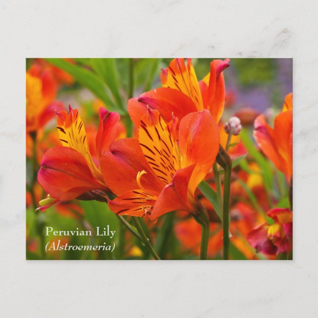 Carte postale de la Fleur Péruvienne (Alstroemeria (Devant)