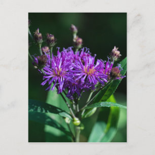 Carte postale de la fleur sauvage violette Appalac