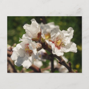 Carte postale de la floraison d'amandier