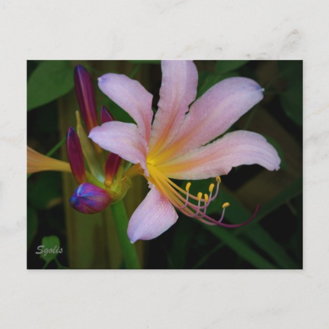 Carte postale de la floraison du lys belladone ros (Devant)