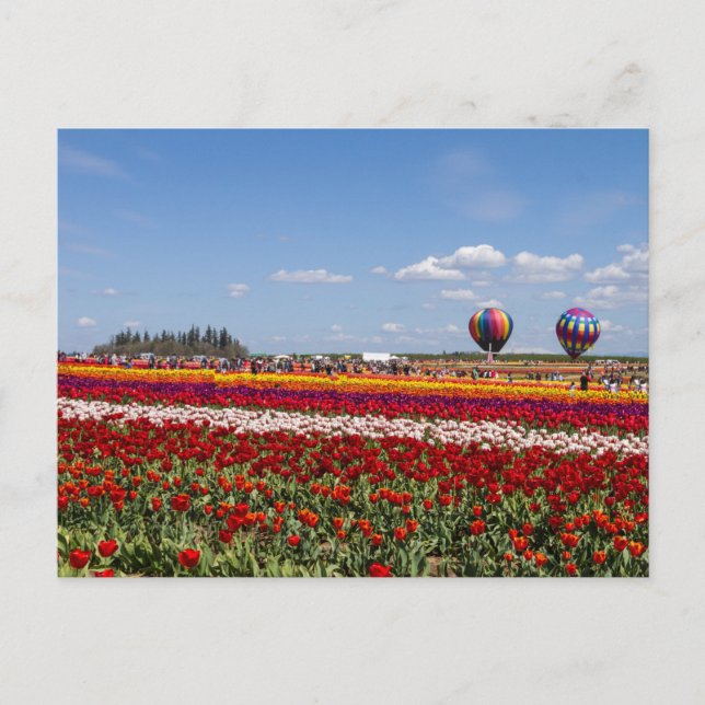 Carte postale de la folie des tulipes (Devant)