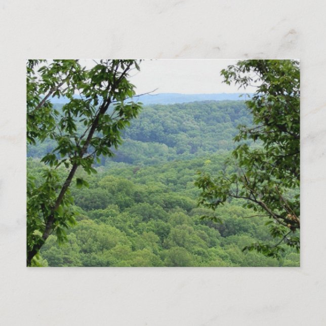 Carte postale de la forêt Bernheim (Devant)