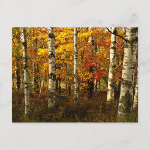 Carte postale de la forêt de Birch
