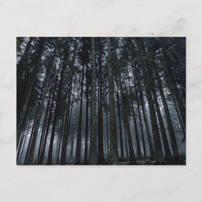 carte postale de la forêt gothique (Devant)