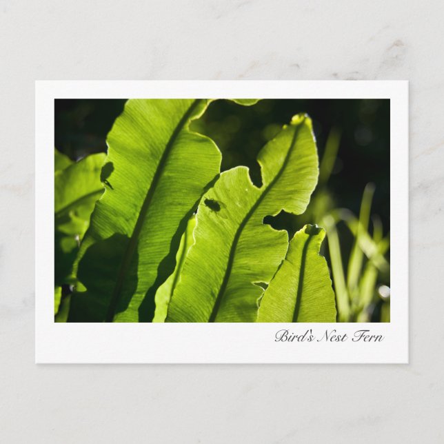 Carte postale de la foune de nids d'oiseaux (Devant)