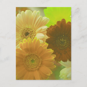 Carte postale de la Gerbera Jaune Daisa