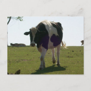 Carte postale de la grande vache