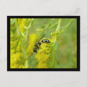 Carte postale de la guêpe jaune noire en quête de