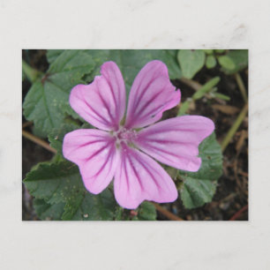 Carte postale de la jolie fleur sauvage violette