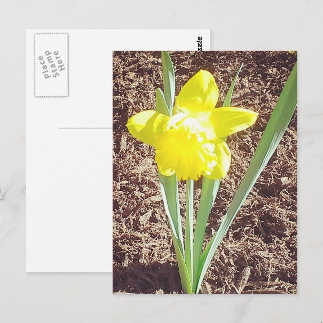 Carte postale de la jonquille de printemps (Devant / Derrière)