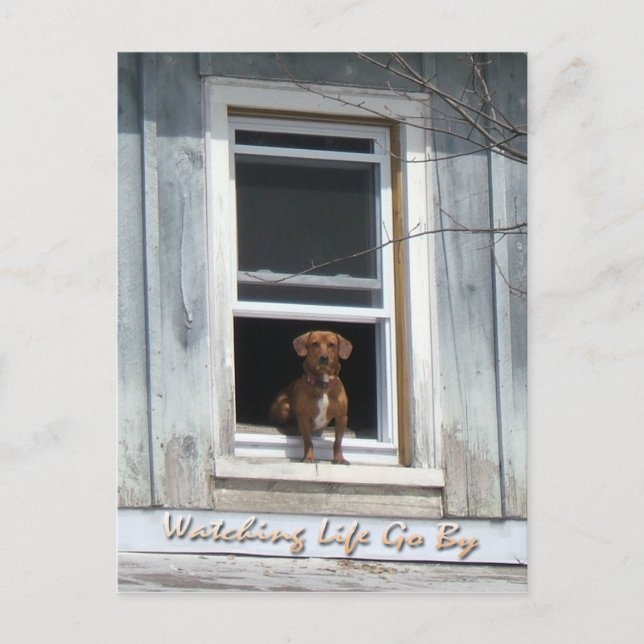 Carte postale de la journée du chien (Devant)