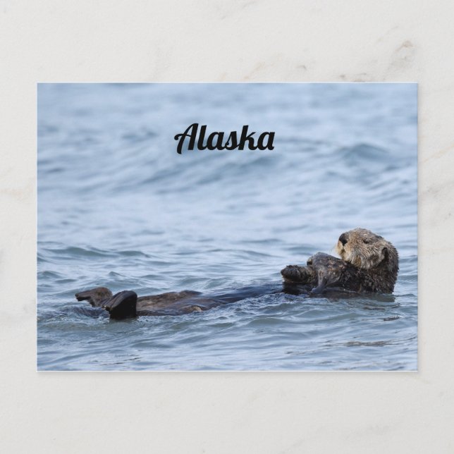 Carte postale de la loutre (Devant)