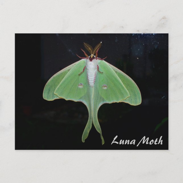 Carte postale de la lune papillon (Devant)