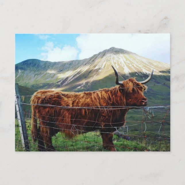 Carte postale de la majestueuse vache des Highland (Devant)