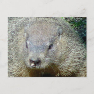 Carte postale de la marmotte