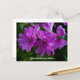 Carte postale de la mauve arborescente