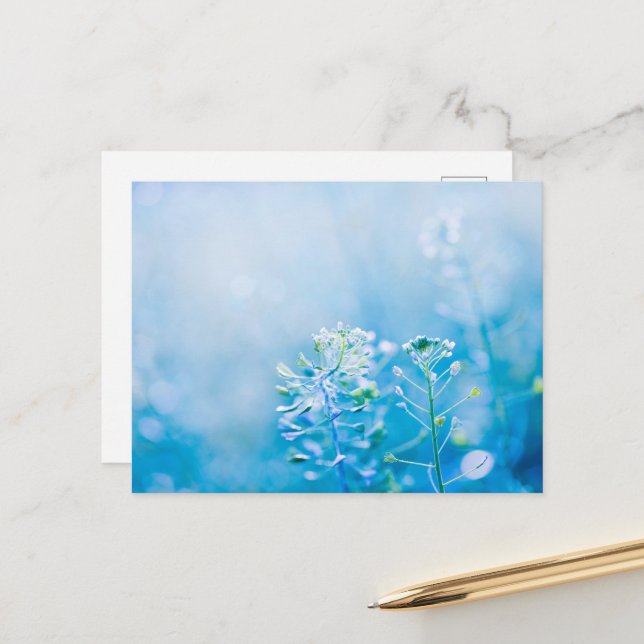 Carte postale de la nature de la fleur sauvage ble (Devant/Arrière en situation)