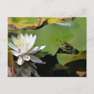 Carte Postale De La Nature De La Grenouille Et De